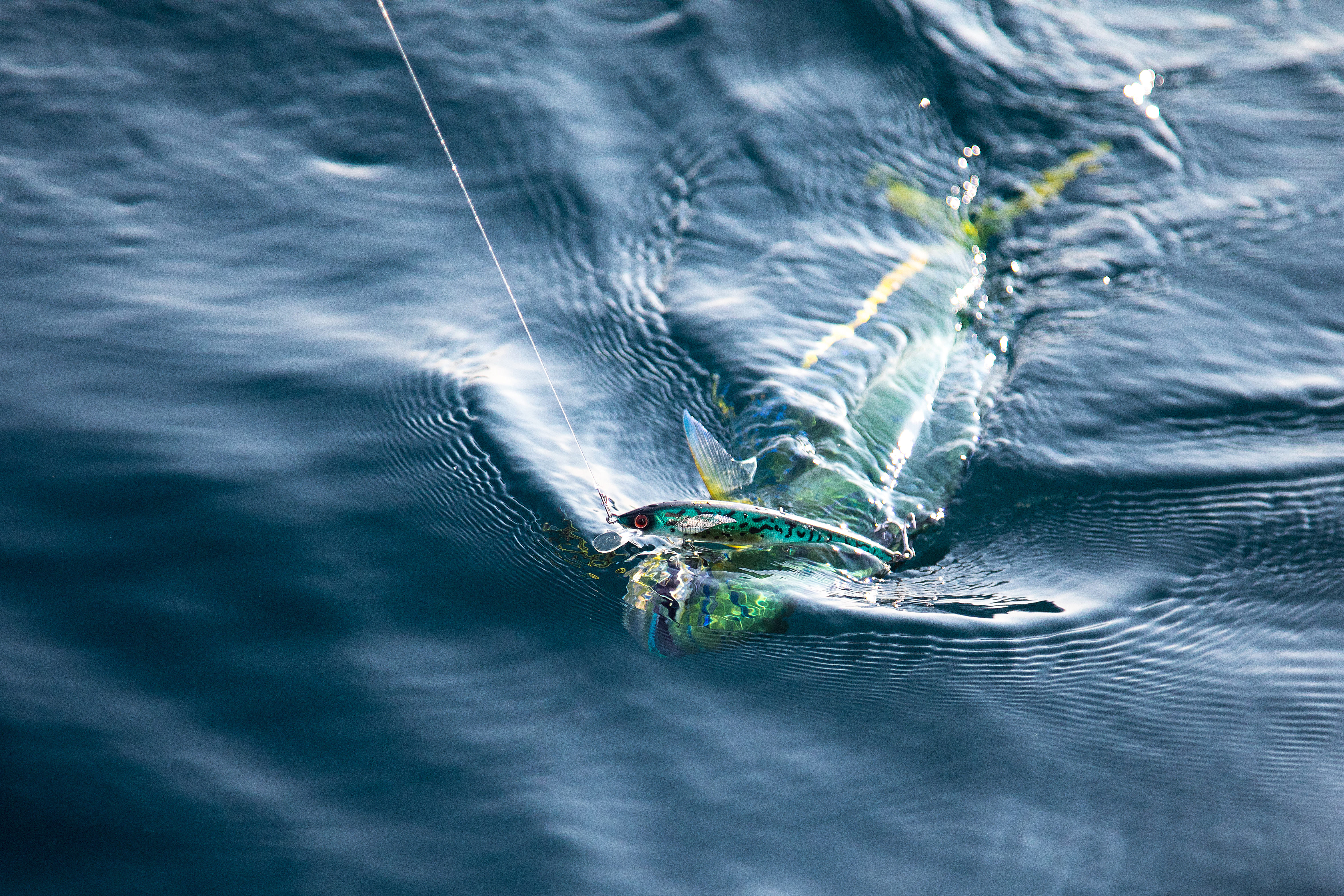 Esche per la Pesca Sportiva