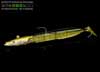 Westin MM03601 Sandy Andy 5-TOBIS AMMO