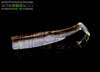 Fiiish Black Minnow Corpi 3-Sexi Brown